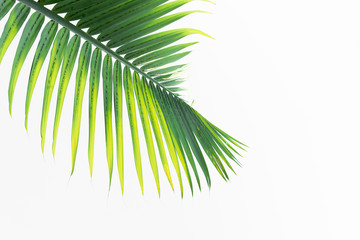 Fototapeta na wymiar Green leaves of palm tree