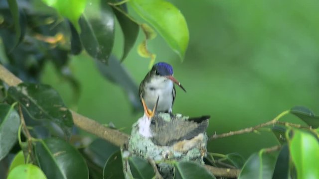 Single baby hummingbird still in the nest fed by the alert parent