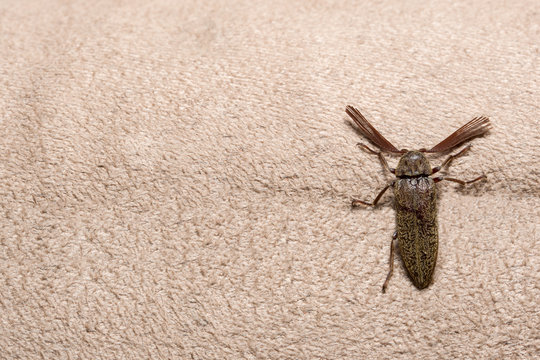 Close up photos Click beetle brown background