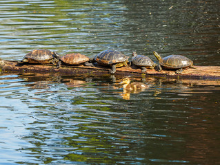 Fototapeta premium Duckling swims by a log with suntanning turtles
