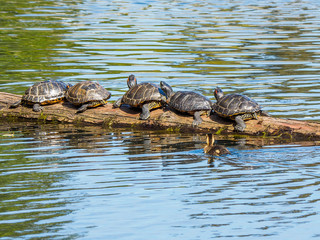 Fototapeta na wymiar Duckling swims by a log with suntanning turtles