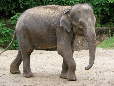 gray Indian baby elephant/photography with scene of the gray indian elephant on walk