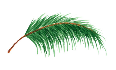 palm leaf in watercolor on white background