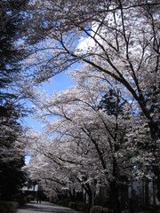 Fototapeta premium 桜のトンネル