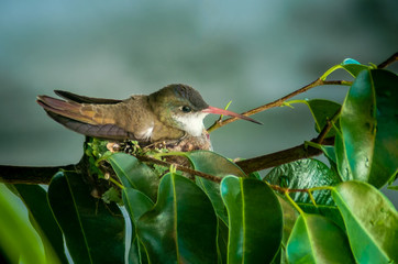 Hummingbird nestling