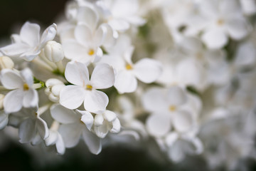 Closeup of beautiful and delicate spring white lilac flowers