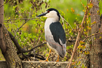 A Black Crown Night Heron standing on a wall with a tree in the background