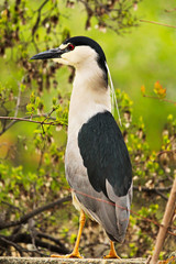 A Black Crown Night Heron standing on a wall with a tree in the background