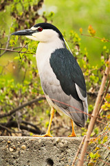 A Black Crown Night Heron standing on a wall with a tree in the background