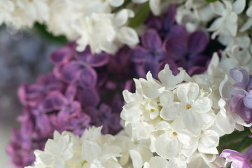 white and purple lilac flowers