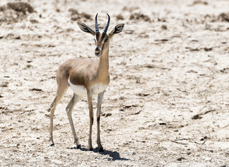 Dorcas gazelle (Gazella dorcas) inhabits nature desert reserve near Eilat, Israel. Expanding human civilization in the Middle East is a major threat to populations of this species
