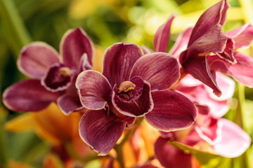 Pink Cymbidium orchid flower blooms in a botanical garden