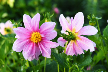 beautiful cosmos flowers in the garden