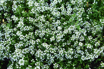 Fototapeta premium Flowers in the garden