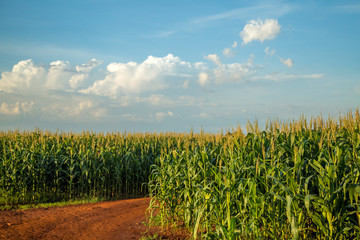 Obraz premium Plantação de milho