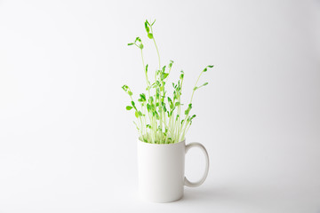 マグカップから植物