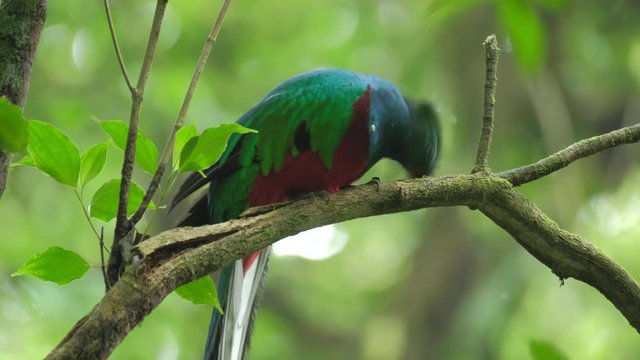 Male of Resplendent quetzal (Pharomachrus mocinno) sits on the branch in the humid forest of Monteverde National Park and clean its beak. Costa Rica