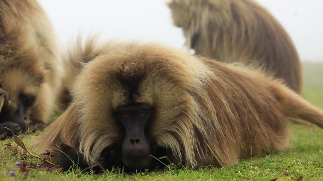 Gelada baboons in Simien mountains in Ethiopia