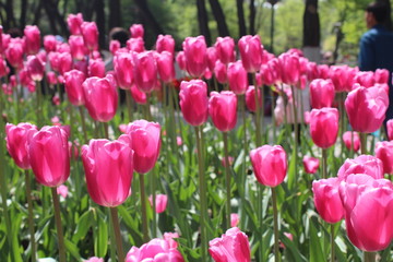 Fototapeta premium Pink Tulips in Xining City Qinghai Province China Asia