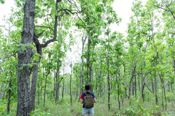 Naklejka na ściany i meble Young woman backpack Walk in the green forest, refreshing
