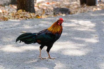 Close up Thai rooster.