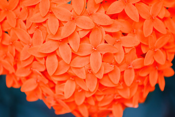 spring flower blooming  nature relax wallpaper background 