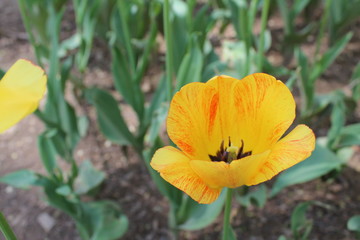 Fototapeta premium Yellow Tulips in a Park in Xining City Qinghai Province China Asia