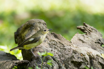 Bird in nature,Yellow-rumped Flycatcher (Ficedula zanthopygia )