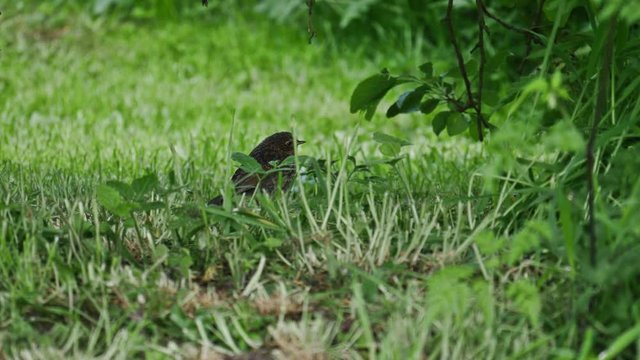 garden birds - fledgling robin in long grass - Stafford, England: May 2017