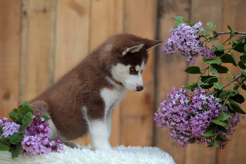 Chokolate siberian husky puppy with lilac.