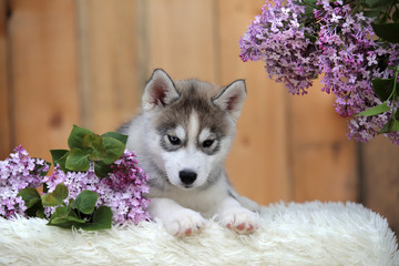 Siberian husky puppy with flowers