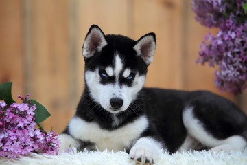 Sweet siberian husky puppy. A lilac bouquet.