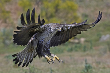 Bonellis eagle (Aquila fasciata)