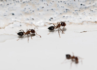 ants on a white wall