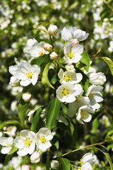 A flowering apple tree branch. Beautiful flowers of an apple tree.