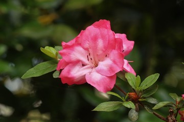 Pink azalea flowers blooming in Spring time