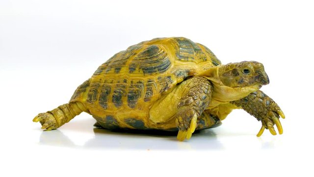 Kleinmann's tortoise / Egyptian tortoise. Studio shot on white background.