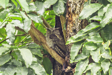 Collared scops owl in nature