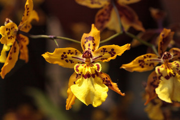 Yellow oncidium orchid flower blooms in a botanical garden