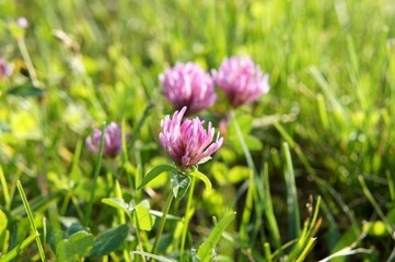Rot-Klee, Trifolium pratense, natürliche Hormone,