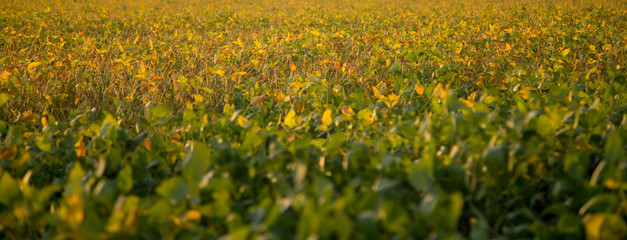 Planta&ccedil;&atilde;o de soja