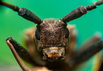 Extreme front view of brown Spined Oak Borer Longhorn Beetle (Arthropoda: Insecta: Coleoptera: Cerambycidae: Elaphidion mucronatum) isolated with buttery, smooth, green background