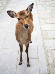 A standing deer in the Nara park, Japan