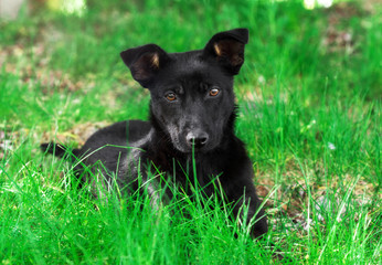Adorable puppy dog on grass looks directly at the camera