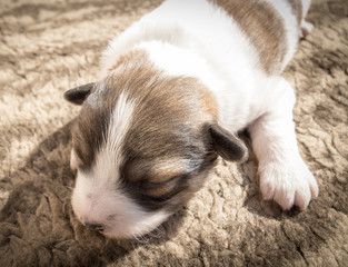 Naklejka na ściany i meble A newborn blind puppy of brown coloring close-up on a rug.