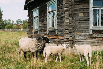 Sheep Grazing On Grass Near Old Russian Traditional Wooden House