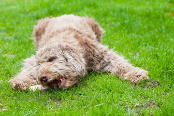 Domesticated dog eating a tasty bone out in the grass