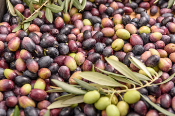 Pile of raw black and green olives, with leaves.