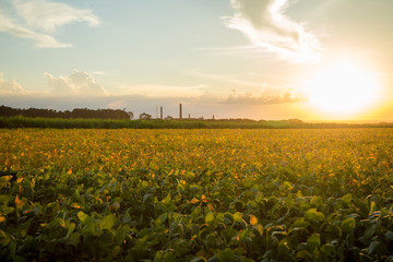 Plantação de soja