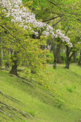 Blooming sakura tree garden or park. Spring nature.